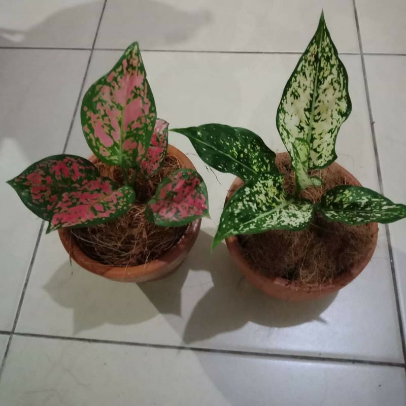 Promo paket 2 aglonema dutanjamani dan aglonema Snow White ANAKAN.