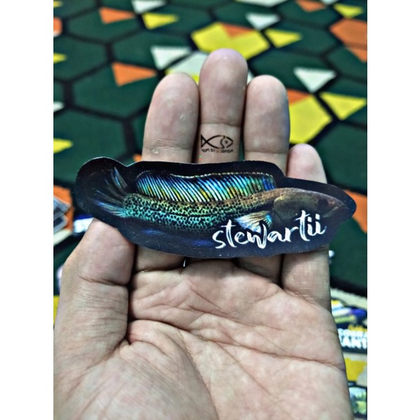 Stiker Channa Stewartii | Stewartii