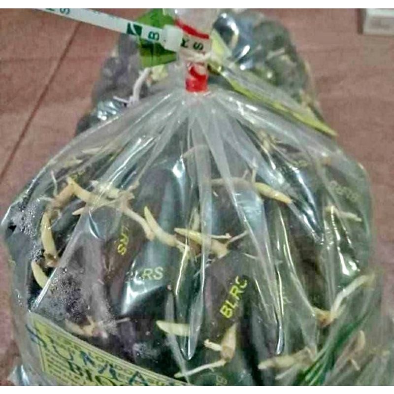 bibit cambah sawit lonsum unggul