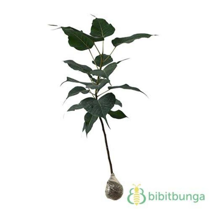 Bahan bonsai cangkok ficus bodhi pucuk merah