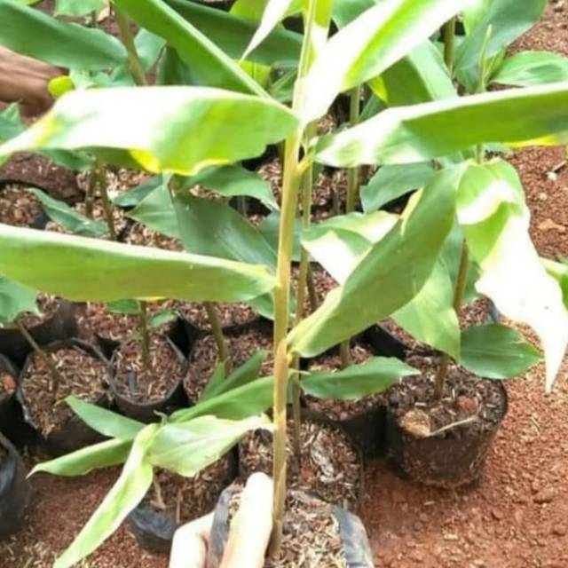 Tanaman Lempuyang-Bibit Pohon Lempuyang