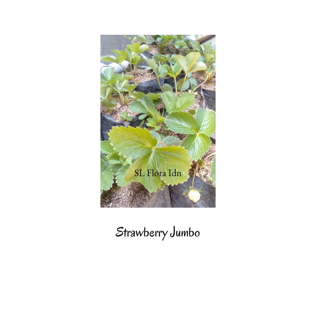 Strawberry Jumbo