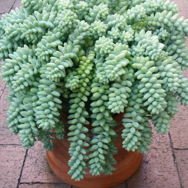 Tanaman hias bunga gantung kaktus donkey's tail