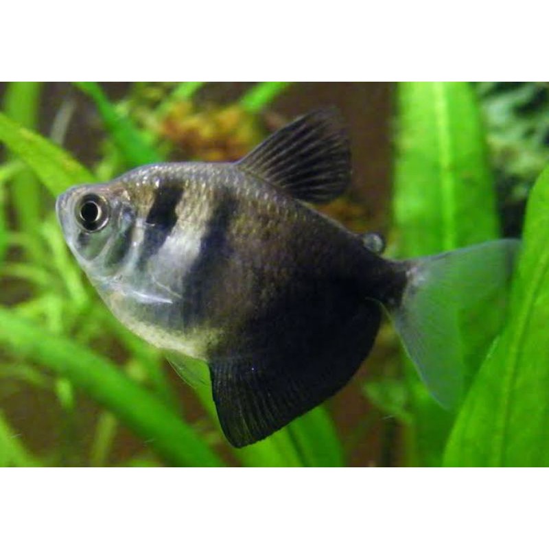 ikan hias aquascape - black tetra