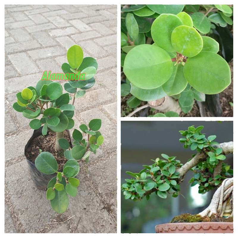 Jual Tanaman Hias Beringin Dolar Indonesia Shopee Indonesia