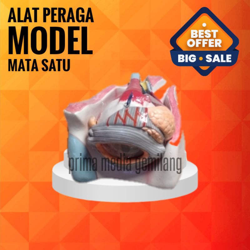 

(PROMOO) Torso Mata/Model Mata satu/Model Mata/Alat Peraga Pendidikan