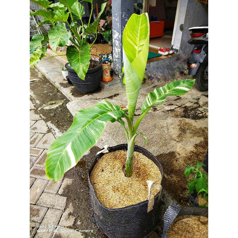 Pisang Varigata / Pisvar kepok real pict
