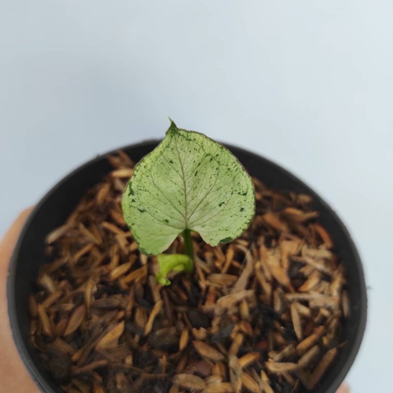 syngonium green splash syngonium greensplash