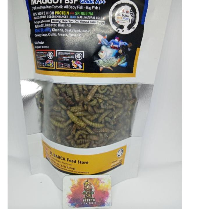 Bagus Maggot BSF Grade A++....