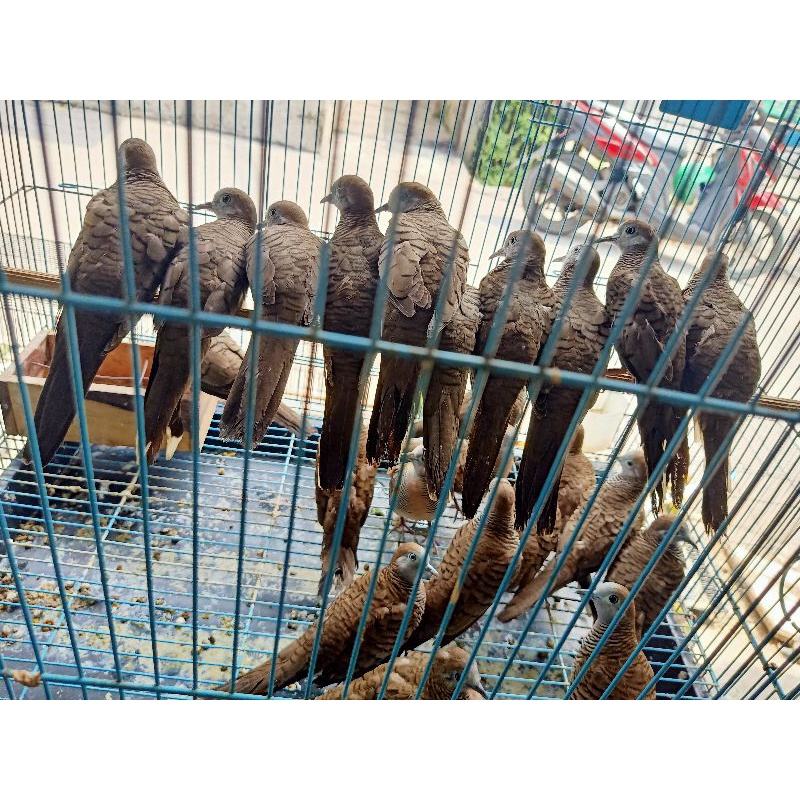 Burung Perkutut Lokal Asli Madura