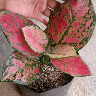 Bibit aglonema  RED LEGACY Shopee Indonesia