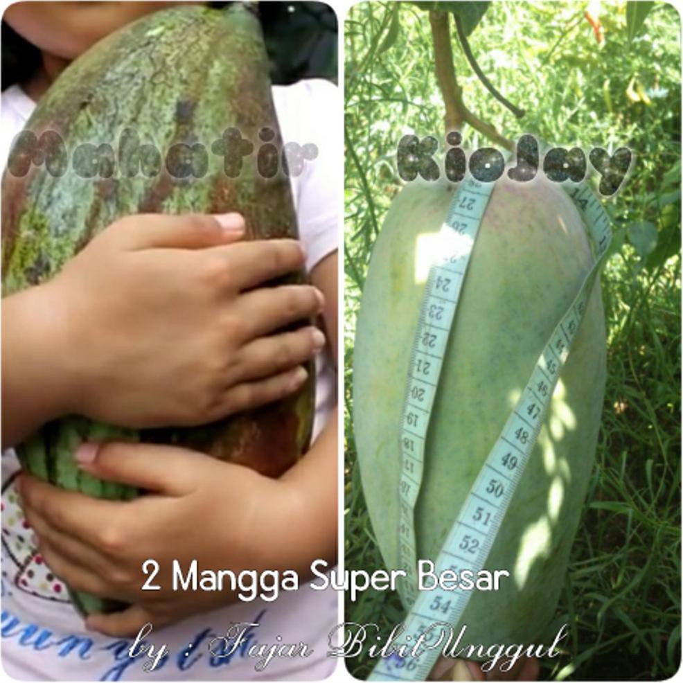 $$Rr Bibit Mangga Mahatir Dan Mangga Kiojay / 2 Jenis Mangga Berbuah Super Besar Bkk