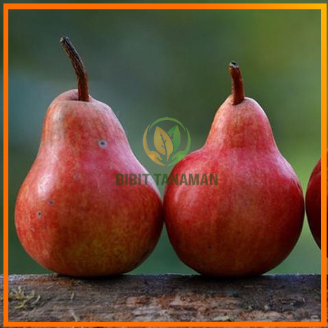 Bibit Pir Merah Hasil Cangkok Cepat Berbuah