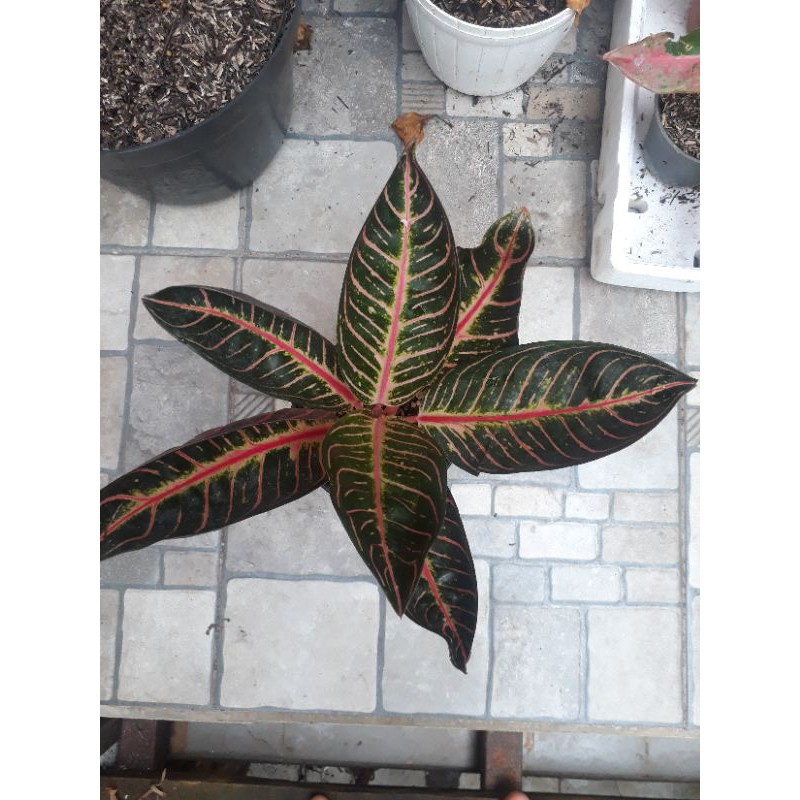 Aglonema Red Sumatra