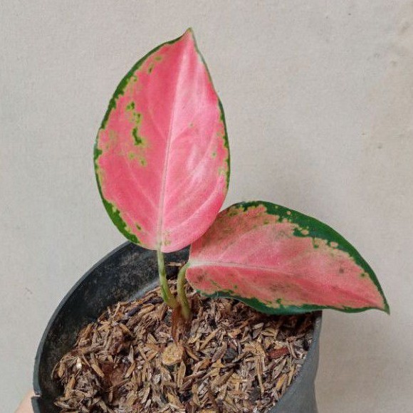 aglonema kocin tembaga bibit aglaonema