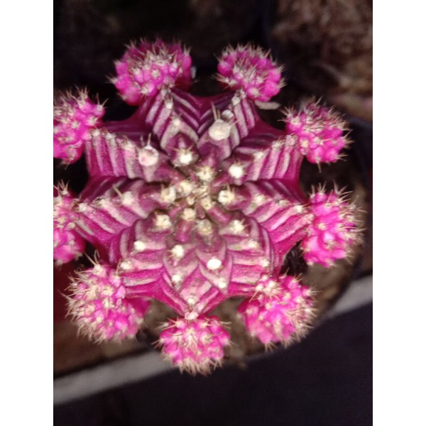 Kaktus Gymno Siklam indukan /cluster Free pot