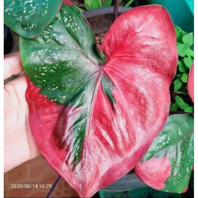 BONGGOL KELADI BARET MERAH THAILAND