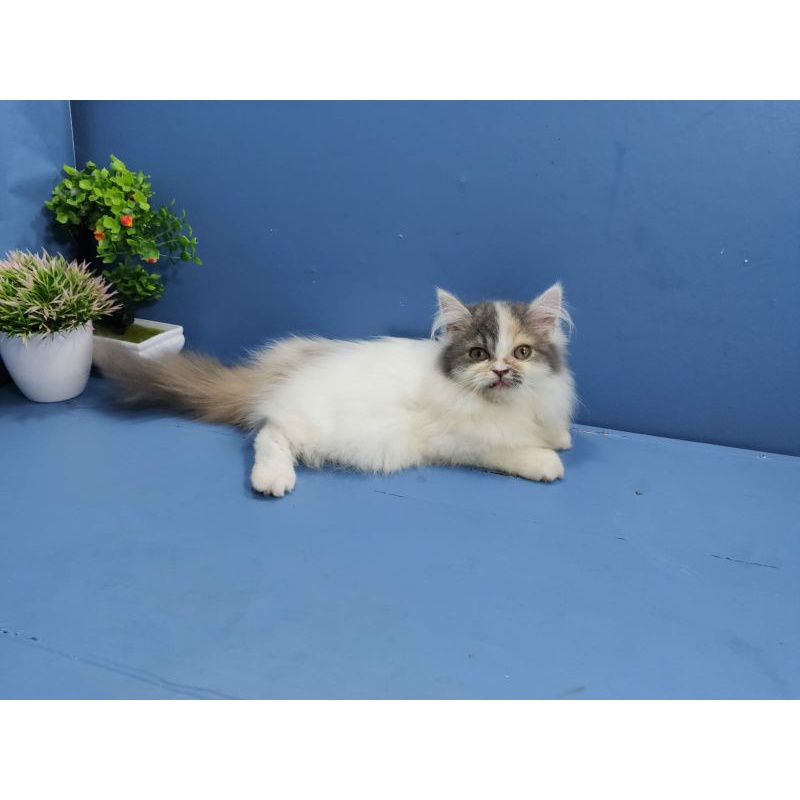 kucing kitten Persia Betina calico