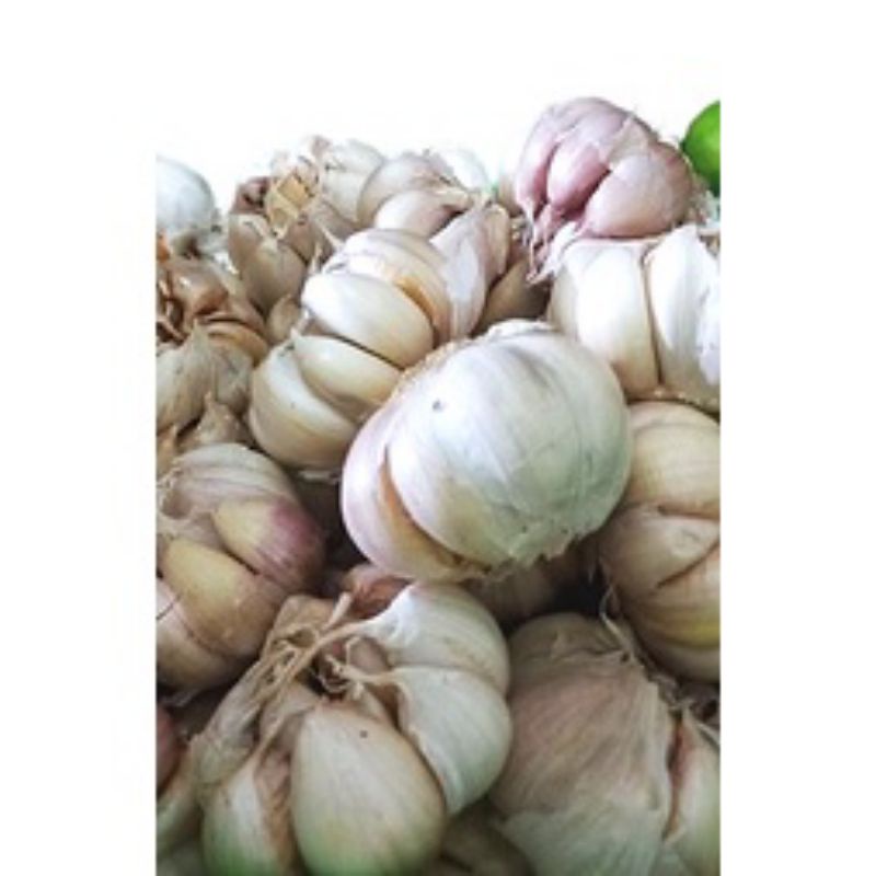 

Bawang Putih 1 kg