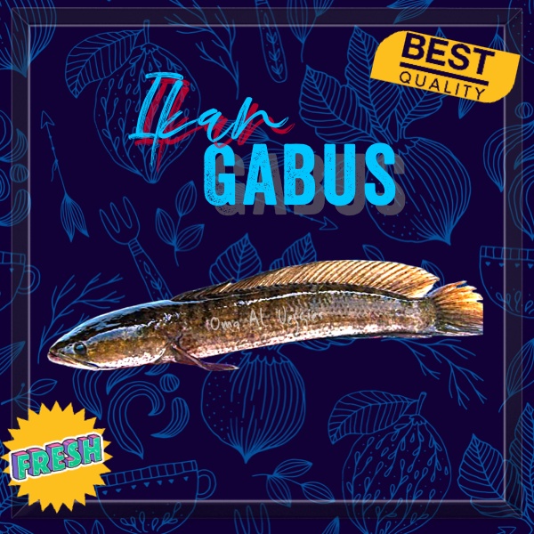 

IKAN GABUS SEGAR PER 500 gr