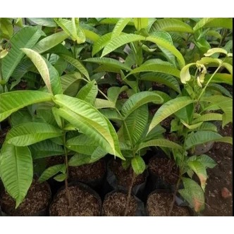 Bibit Kupa Gowok - Buah Tanaman Langka Kupa Hitam