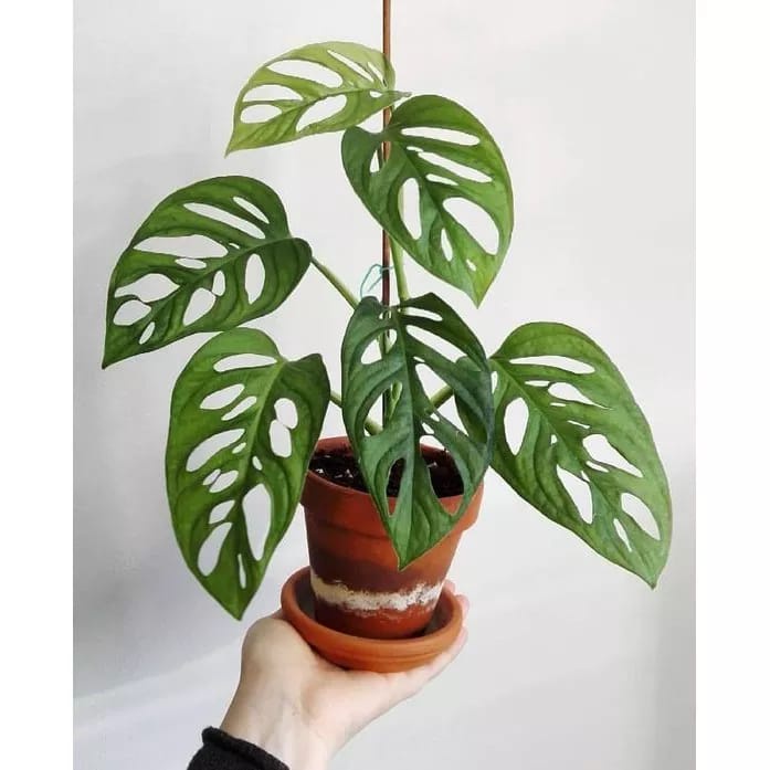 Bibit Tanaman Janda Bolong/ Tanaman Janda Bolong