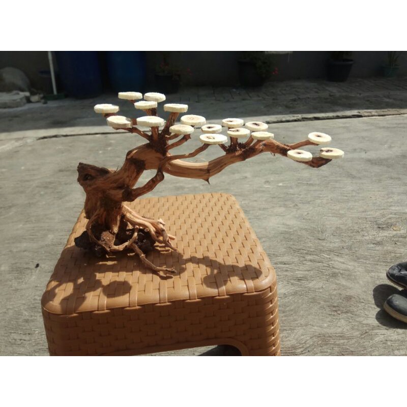 Bonsai Aquascape doyong