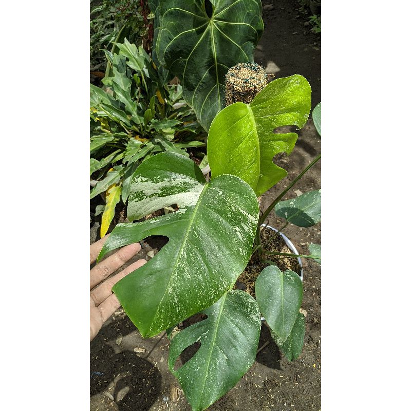 Monstera Variegata | Monvar | Varigata