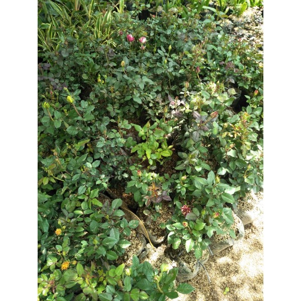 Bibit tanaman bunga mawar  - Pohon mawar bunga hidup - Tanaman mawar hidup