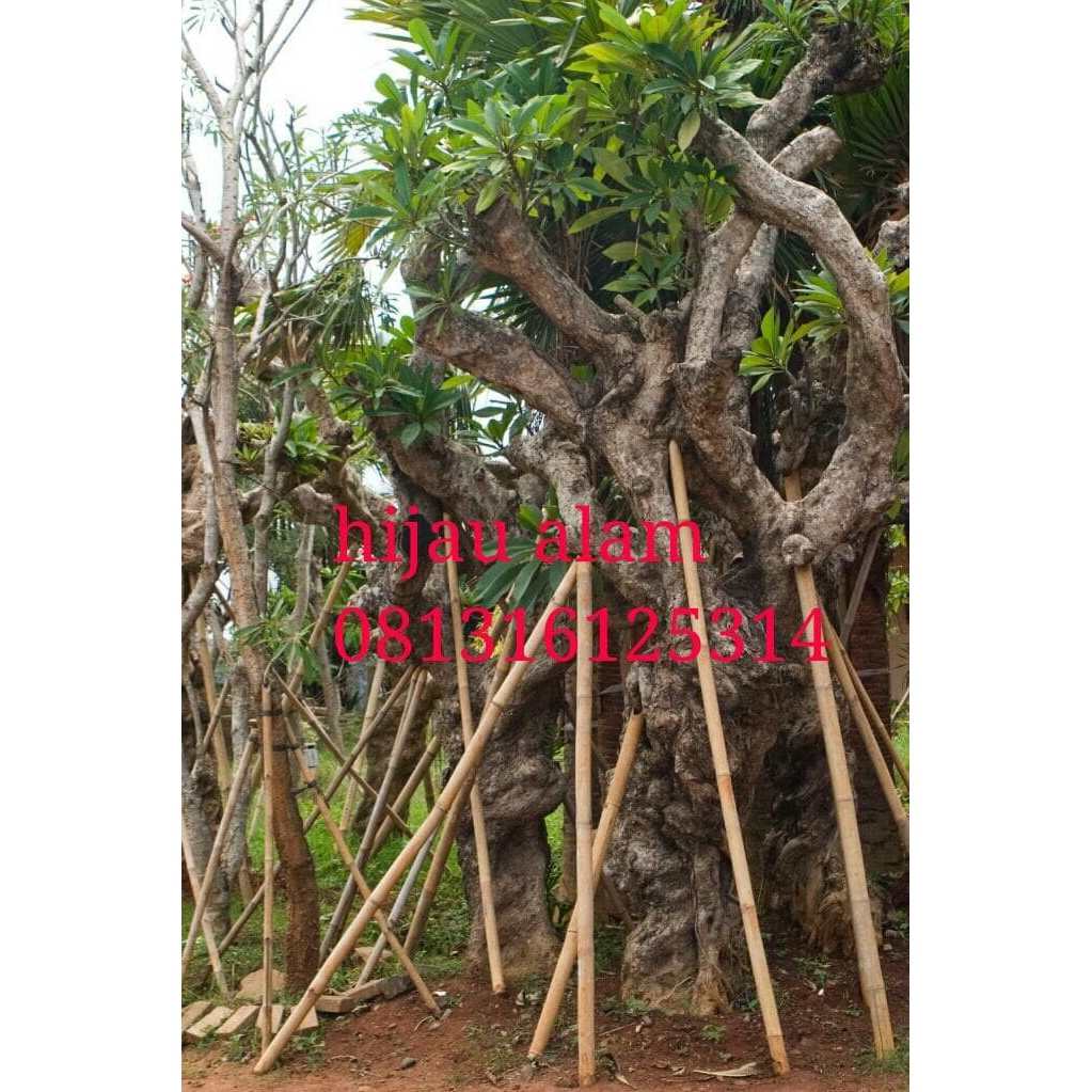 tanaman kamboja fosil / kamboja fosil besar