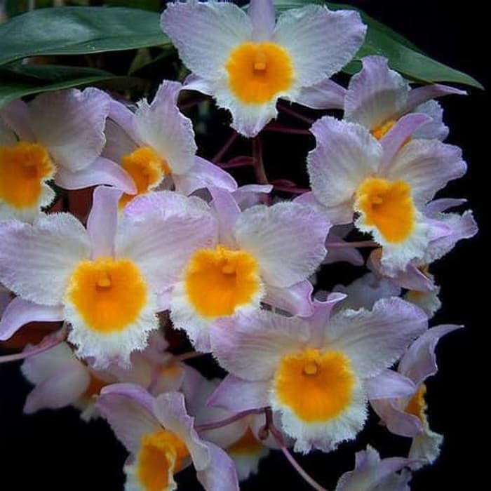 Unik Anggrek  Dendrobium Farmeri var Pink Murah Shopee  