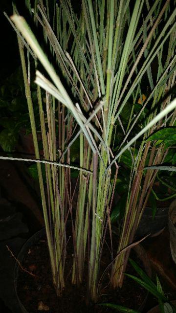 Pohon Sereh Merah