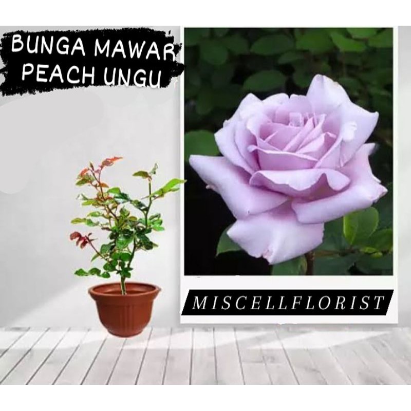 

BIBIT BUNGA MAWAR PEACH UNGU/UNGU MUDA