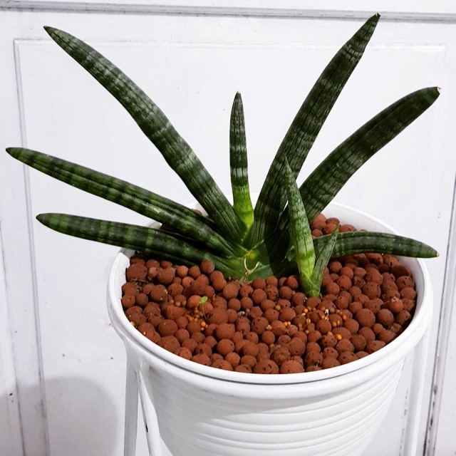 Sansevieria boncel