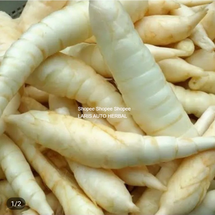 

Umbi Garut Per kg Terbaru - 1/2 kg
