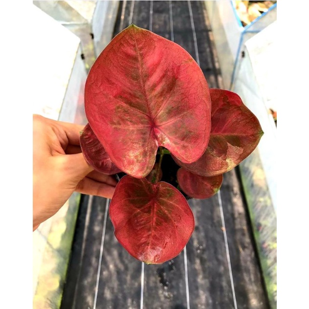 Keladi Cwungkuok Thailand / Tanaman hias bunga anakan keladi cwungkuok thailand murah BUKAN UMBI bib