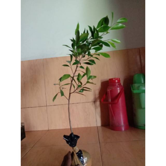 Bibit Bonsai Beringin Kimeng