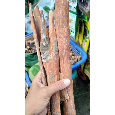 

kayu manis cocok buat kolak.setup masakan segala minuman kesehatan semarang