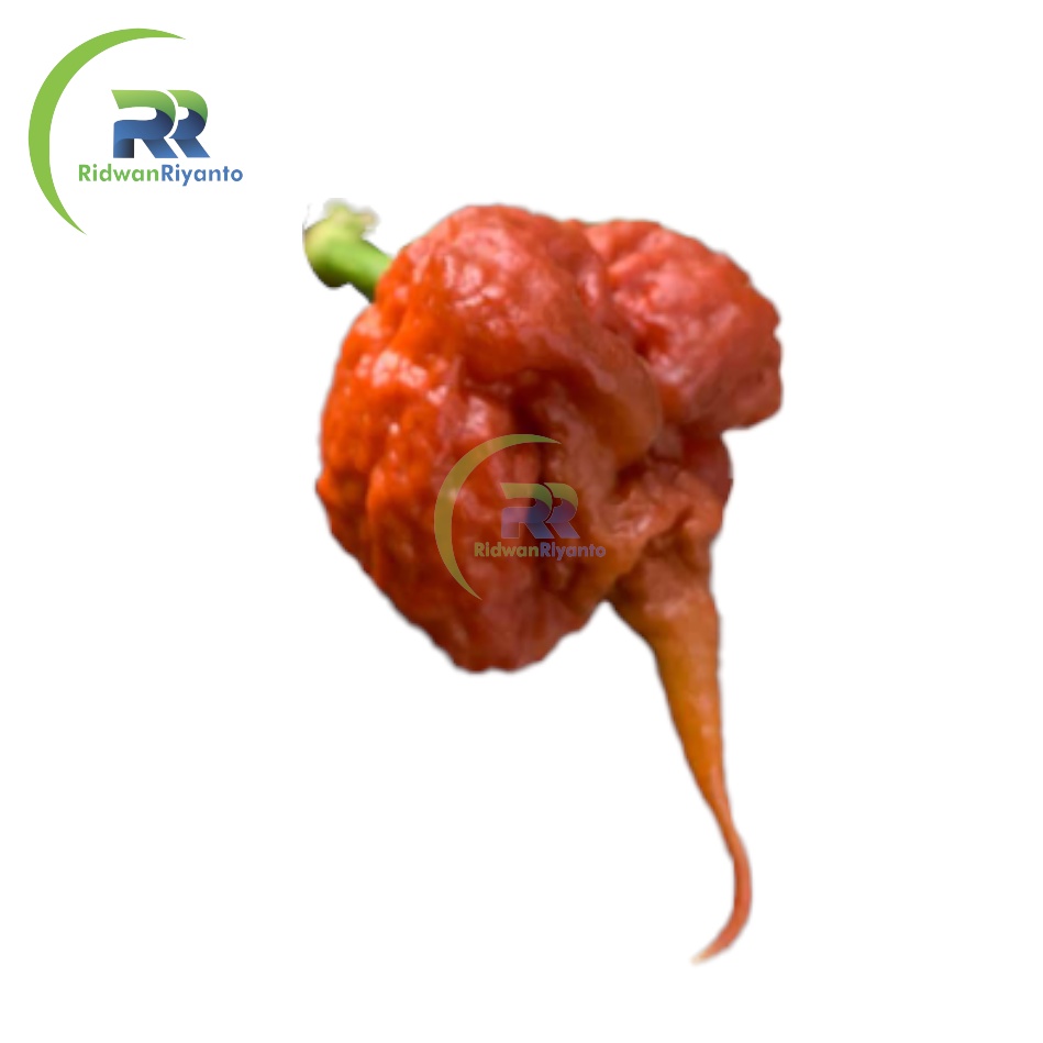 BUAH Cabai CAROLINA REAPER CARAMEL Cabe Terpedas Nomor 1 di Dunia Versi Guinness World Record