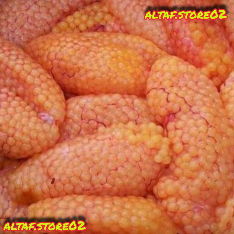 Telur ikan sembilang fresh 500gr buat pepes dan galatama