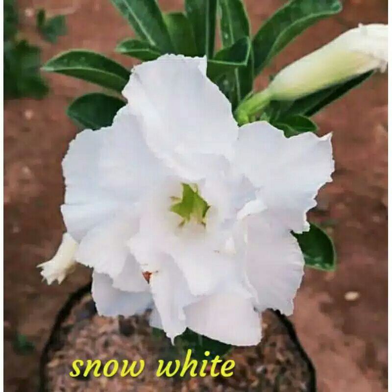 

bibit bunga Kamboja adenium tumpuk jenis SNOW WHITE size a ekstra
