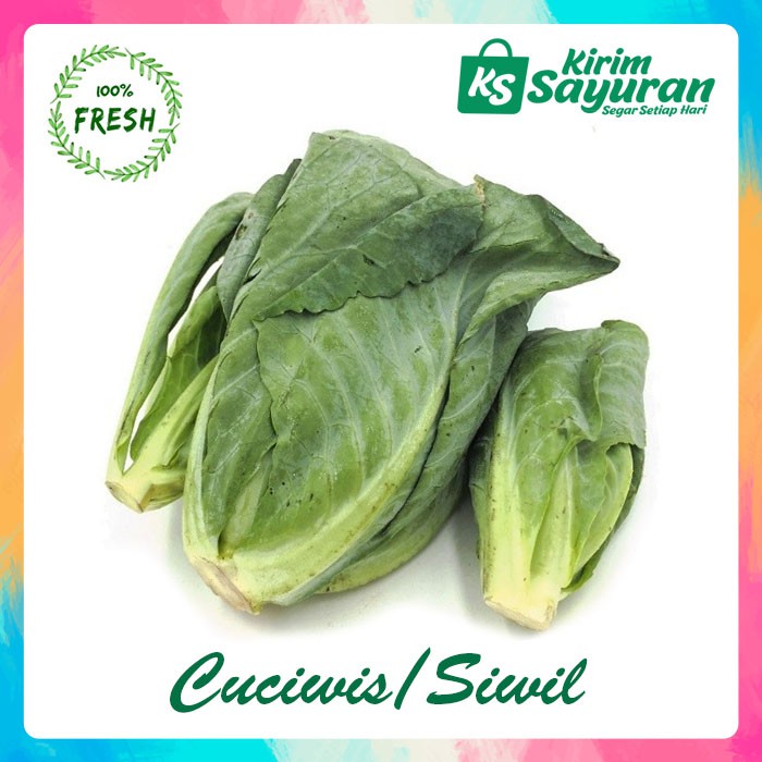 Cuciwis Siwil Brussel Sprout Sawi Kecil Daun Cuciwis Pack Shopee Indonesia