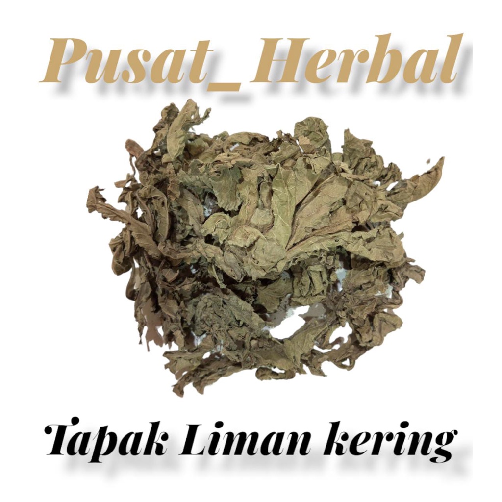 Jual Daun Tapak Liman Kering Gram Tapak Liman Kering Shopee Indonesia