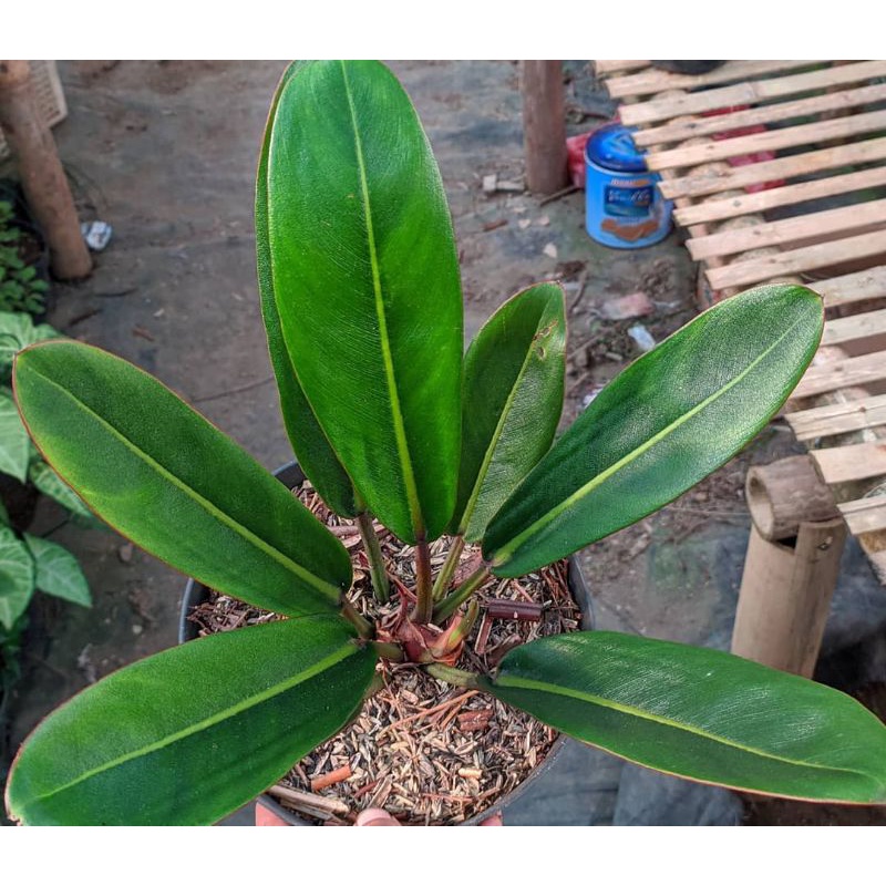 Tanaman philodendron Callosum - tanaman hias - tanaman pilo golok