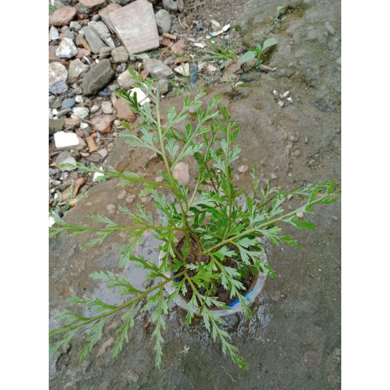 Tanaman Hias Paludarium 'Pakis Hutan'