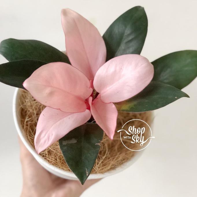 Tanaman Hias Philo Pink Kongo - Philodendron Pink Kongo