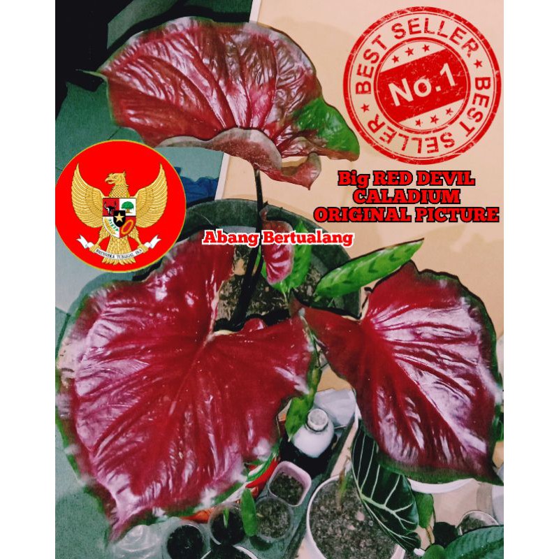 SUPER BESAR RED DEVIL CALADIUM / KELADI HIAS RED DEVIL / RED STARDUST /RED OIL / SUPER RED