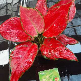 agalonema tanaman  hias  aglo aglonema  legacy anjamani red 