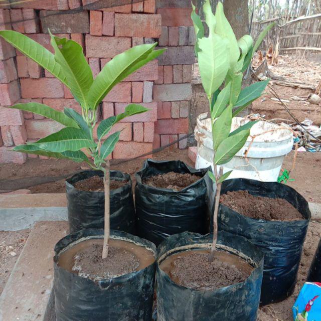 Bibit Mangga Agrimania