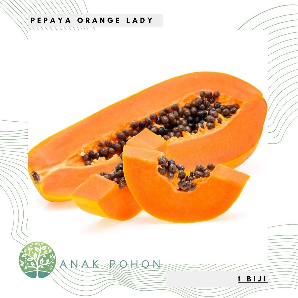 Benih Bibit Biji - Pepaya Orange Lady Papaya California F1 Seeds - Panen Dalam 300 Hari